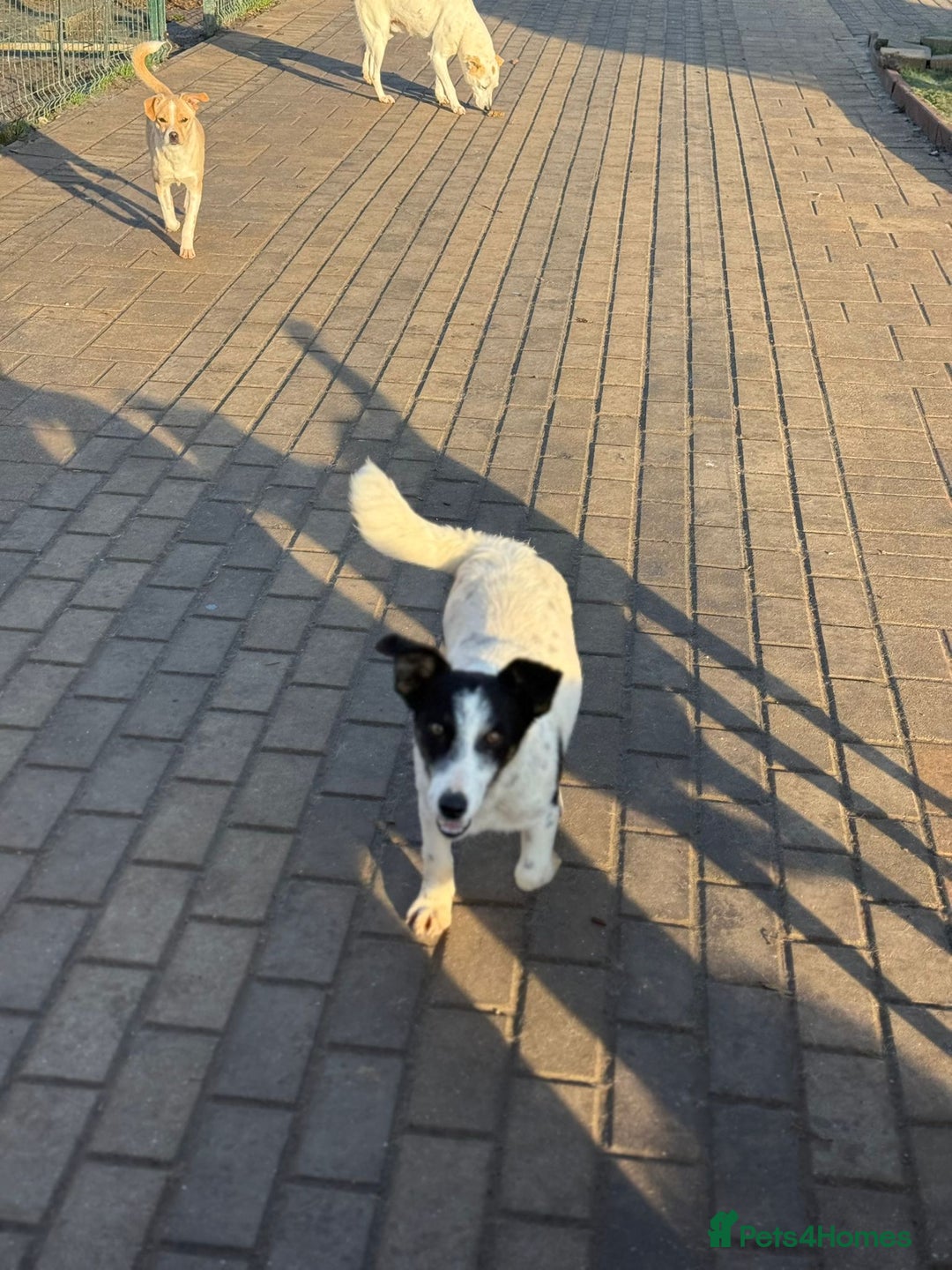 Mixed Breed dogs for adoption: Gorgeous little Andor looking for love - Advert 23