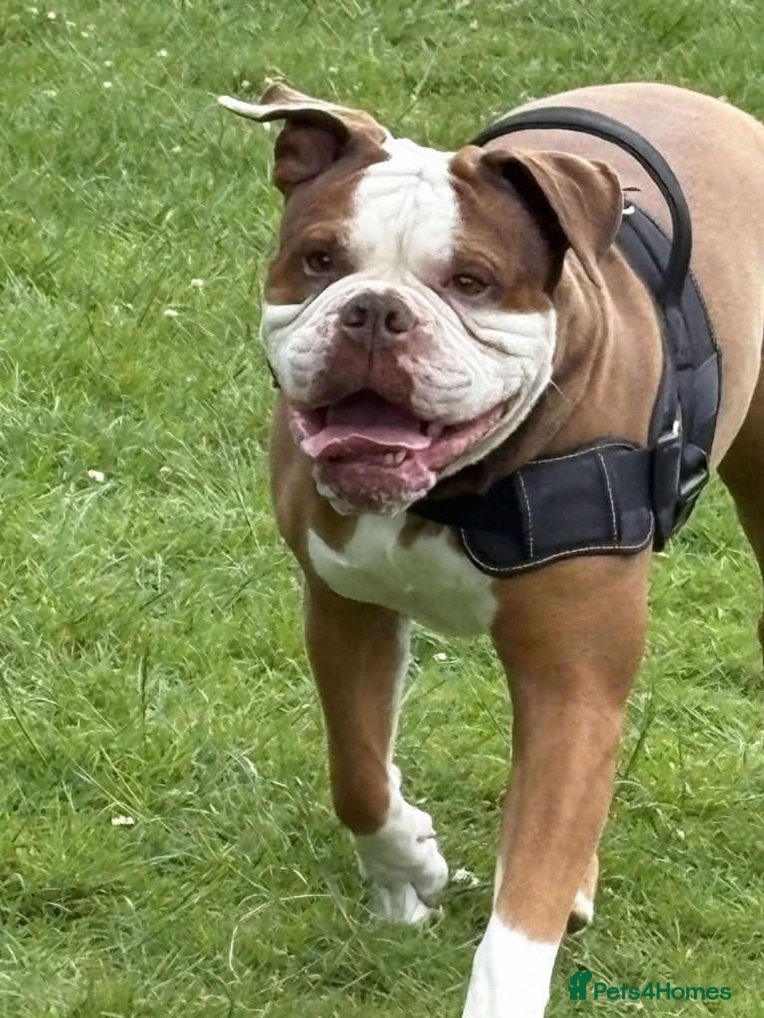 Mixed Breed dogs for adoption: Meet Tyson, currently residing in Hertfordshire  - Advert 8