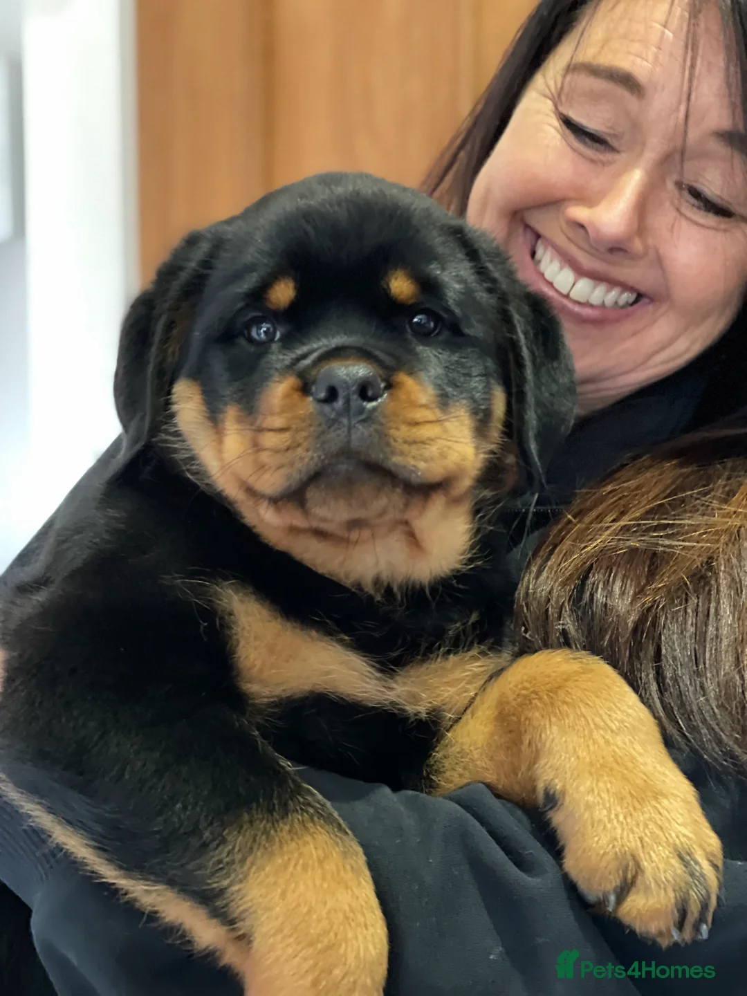 Rottweiler dogs for stud: ABSOLUTELY BEAUTIFUL KC Health Tested *FOR STUD* in Mansfield - Advert 25