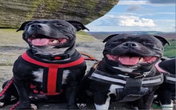 Staffordshire Bull Terrier dogs for sale: Are You Ready To Meet Your New Bestfriend? 🐾 - Image 13