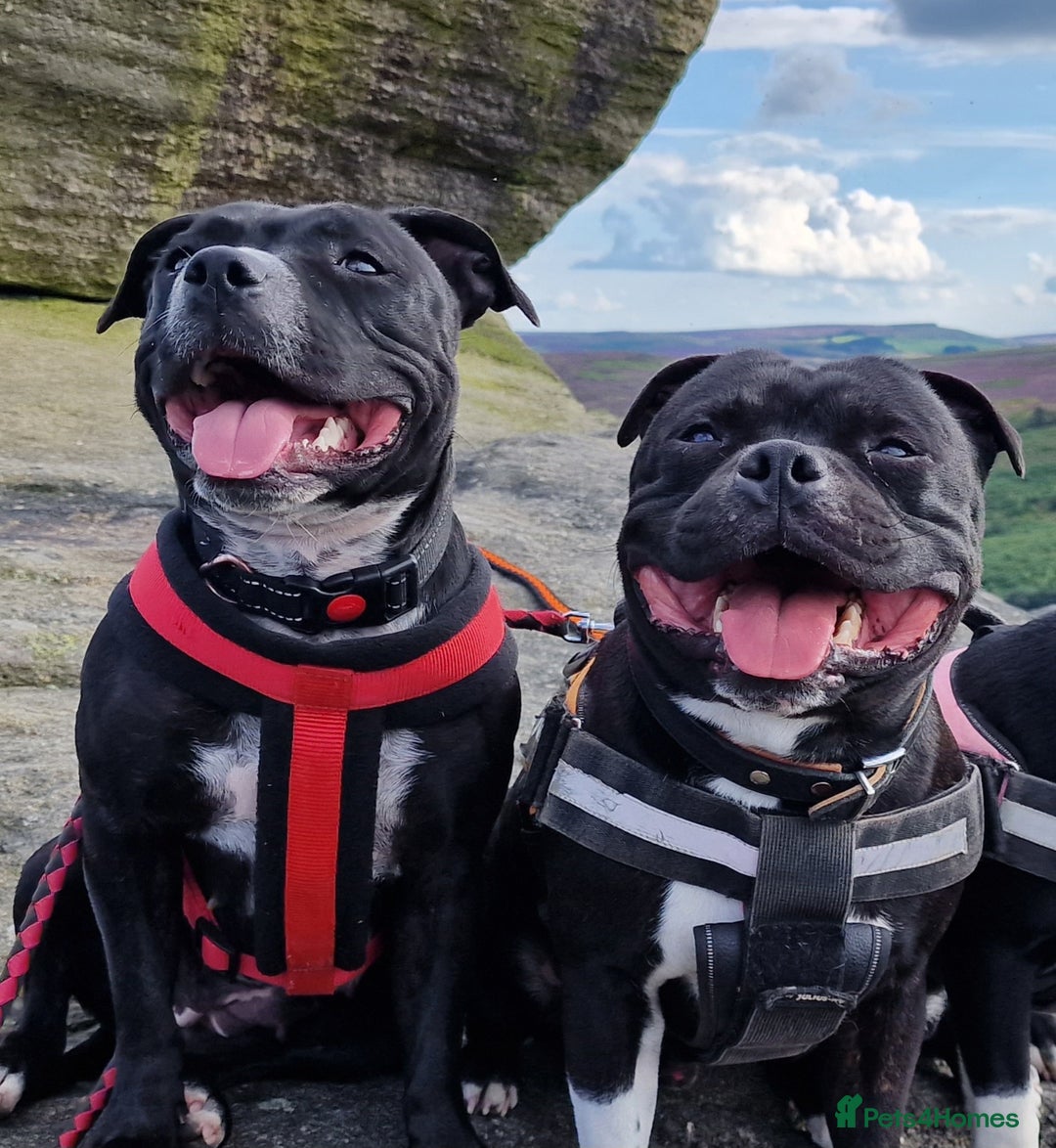 Staffordshire Bull Terrier dogs for sale: Are You Ready To Meet Your New Bestfriend? 🐾 - Image 13