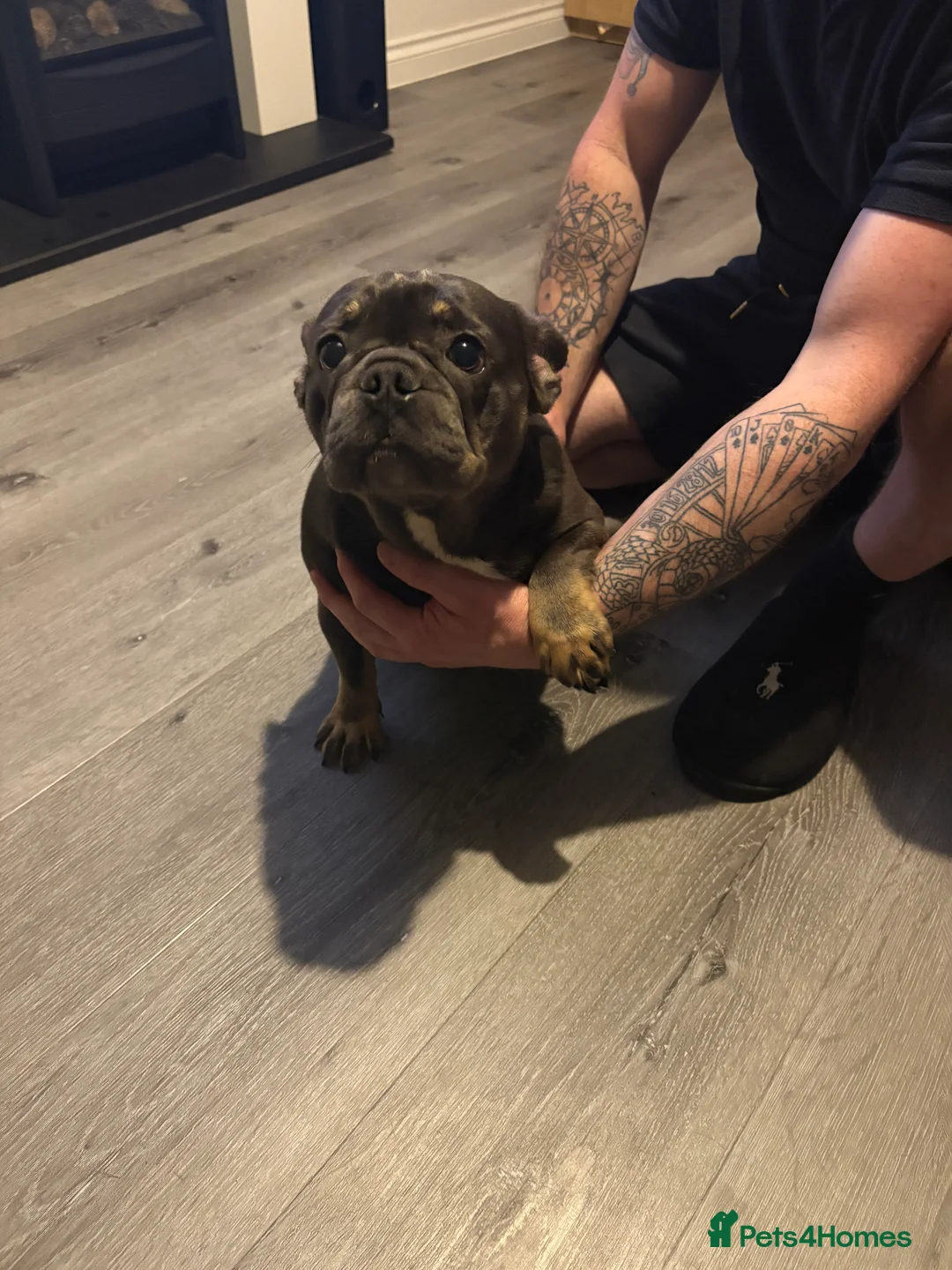French Bulldog dogs for sale: Beautiful super friendly frenchie girl - Advert 6