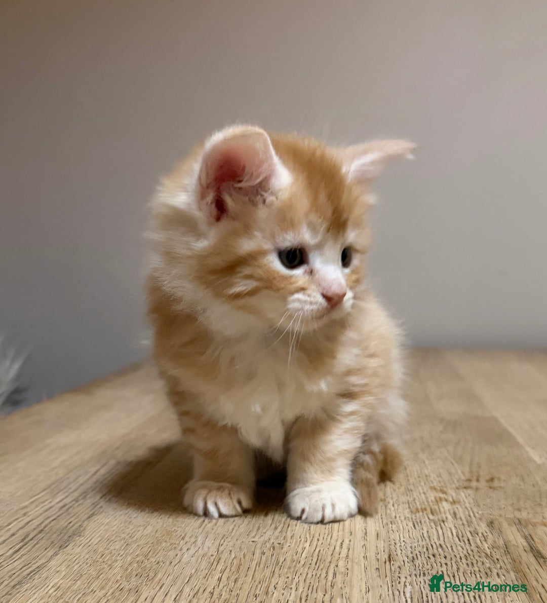 Maine Coon cats for sale: Stunning Maine Coon cross kittens - Advert 13