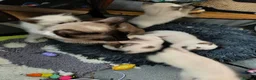 Siamese cats for sale: Siamese crosed with Ragdol - Advert 8