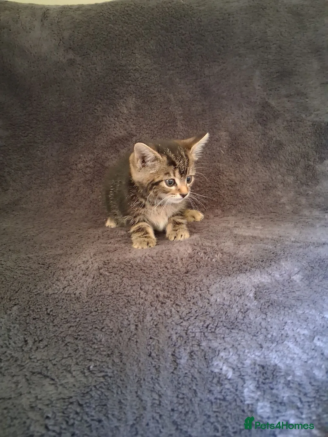 Mixed Breed cats for sale: Beautiful kittens looking for 5* homes - Advert 1