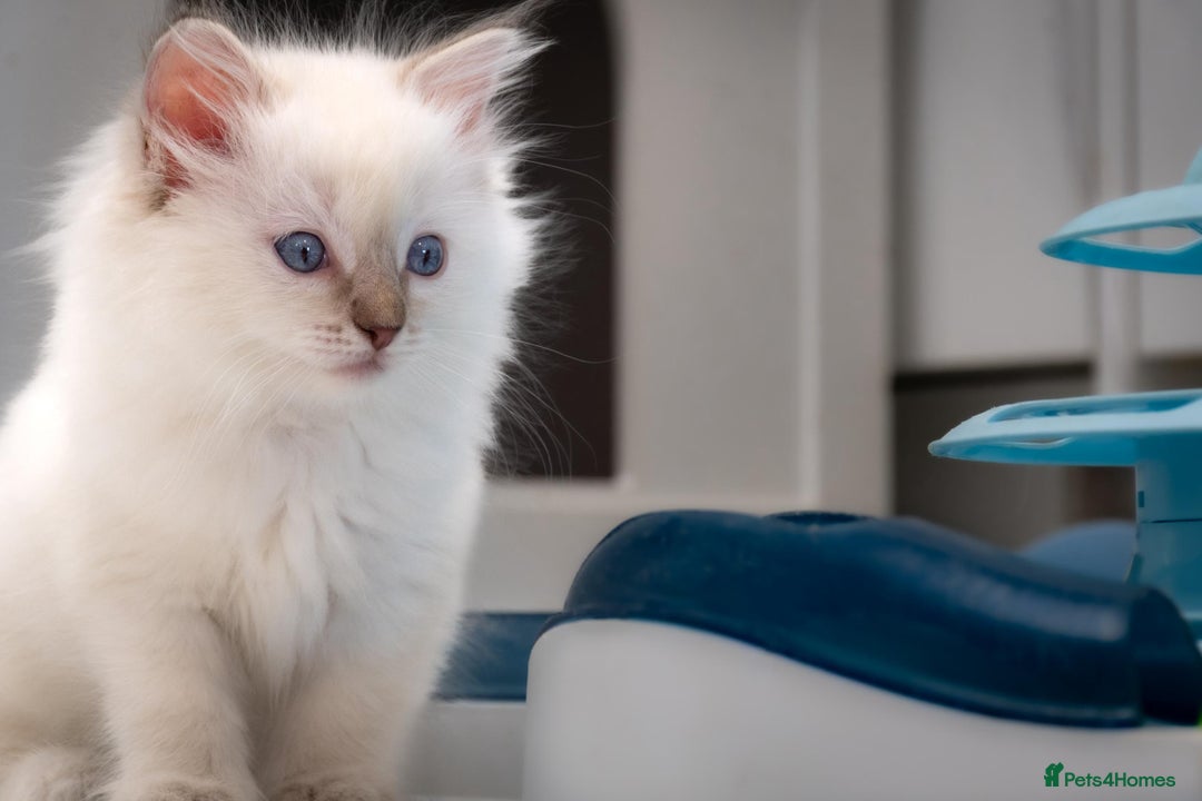 Ragdoll cats for sale: Ready Now GCCF Ragdoll Kittens Irresistibly Cuddly - Image 16