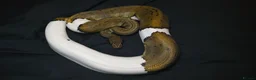 Python Snake reptiles for sale: Ball Pythons Read Description - Advert 12