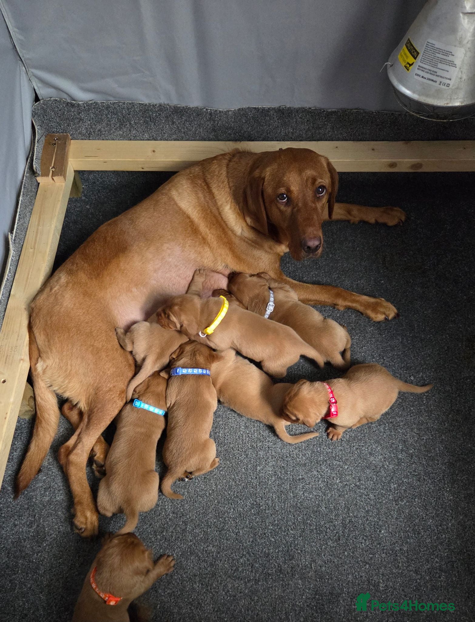Labrador Retriever dogs Fox red labarador  - Advert 3
