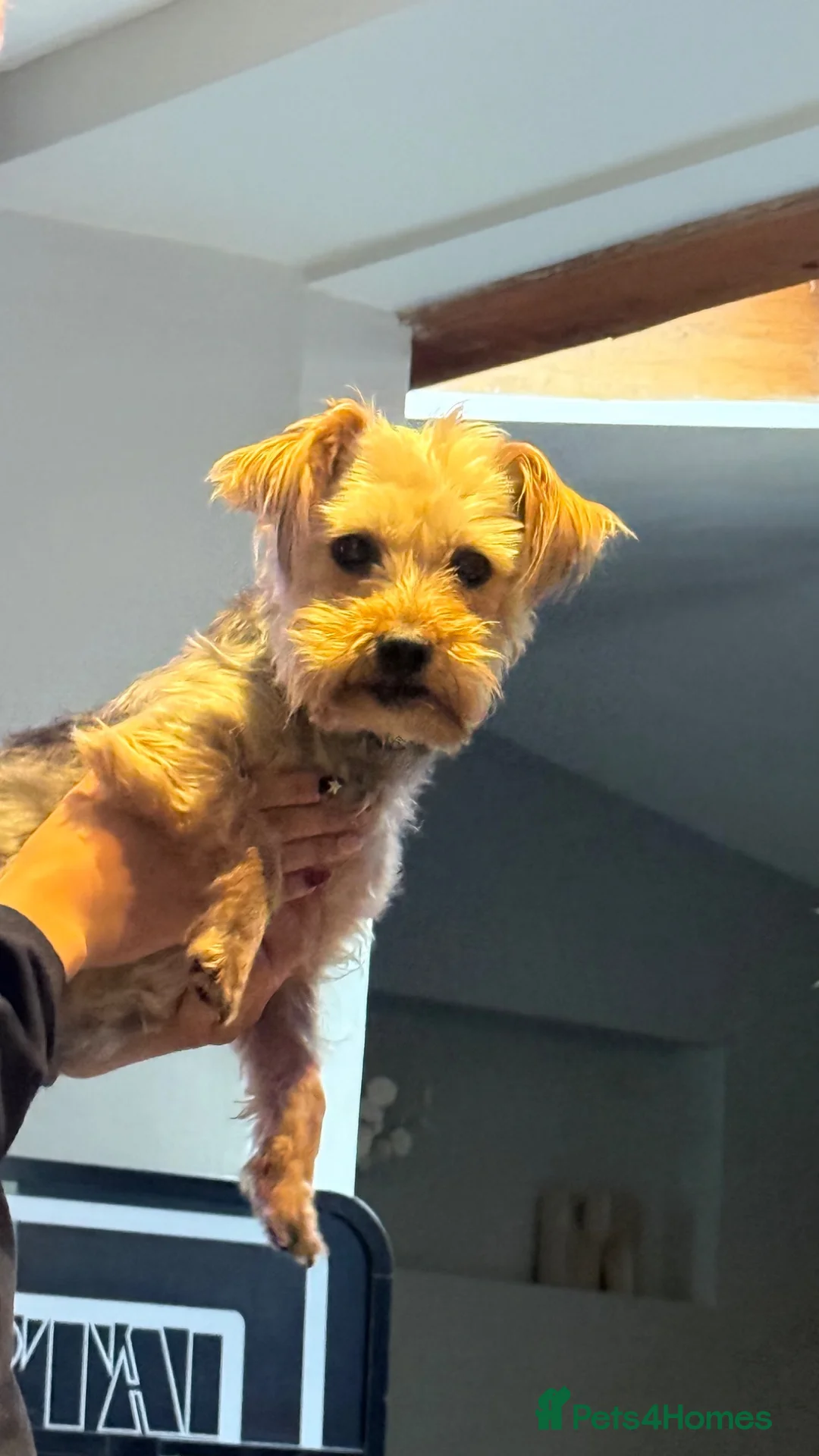 Yorkshire Terrier dogs for sale: freddie 1 and half years  - Advert 2
