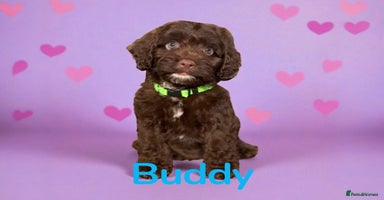 Cockapoo dogs - Advert 8