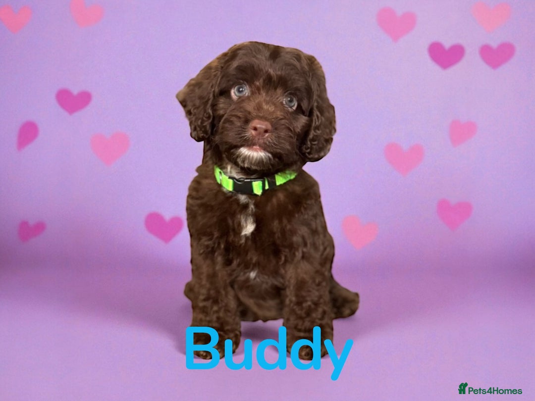 Cockapoo dogs for sale: ⭐️READY NOW⭐️Stunning DNA clear C f1 choc  - Image 7