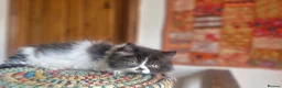 Exotic cats for sale: Persian exotic kittens ready now! - Advert 2