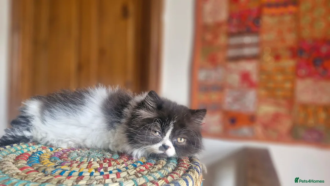 Exotic cats for sale: Persian exotic kittens ready now! - Advert 2