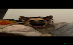 German Shepherd dogs for sale: URGENT home needed for my dogs - Image 17