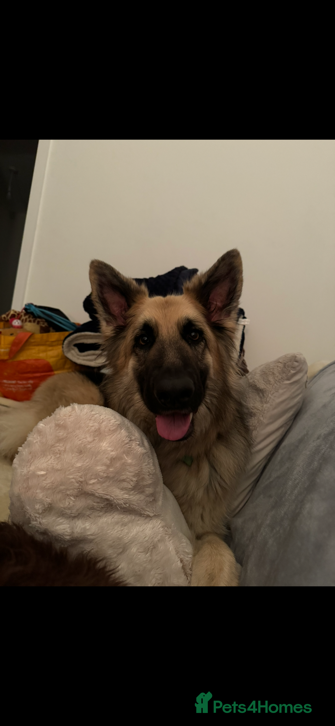 German Shepherd dogs for sale: URGENT home needed for my dogs - Image 17