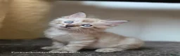 Bengal cats for sale: Rare Cashmere & Short Hair Bengals  - Advert 6