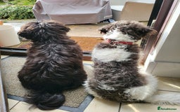 Shihpoo dogs for sale: Shihpoo puppies in Devon ... we're back!  - Image 13