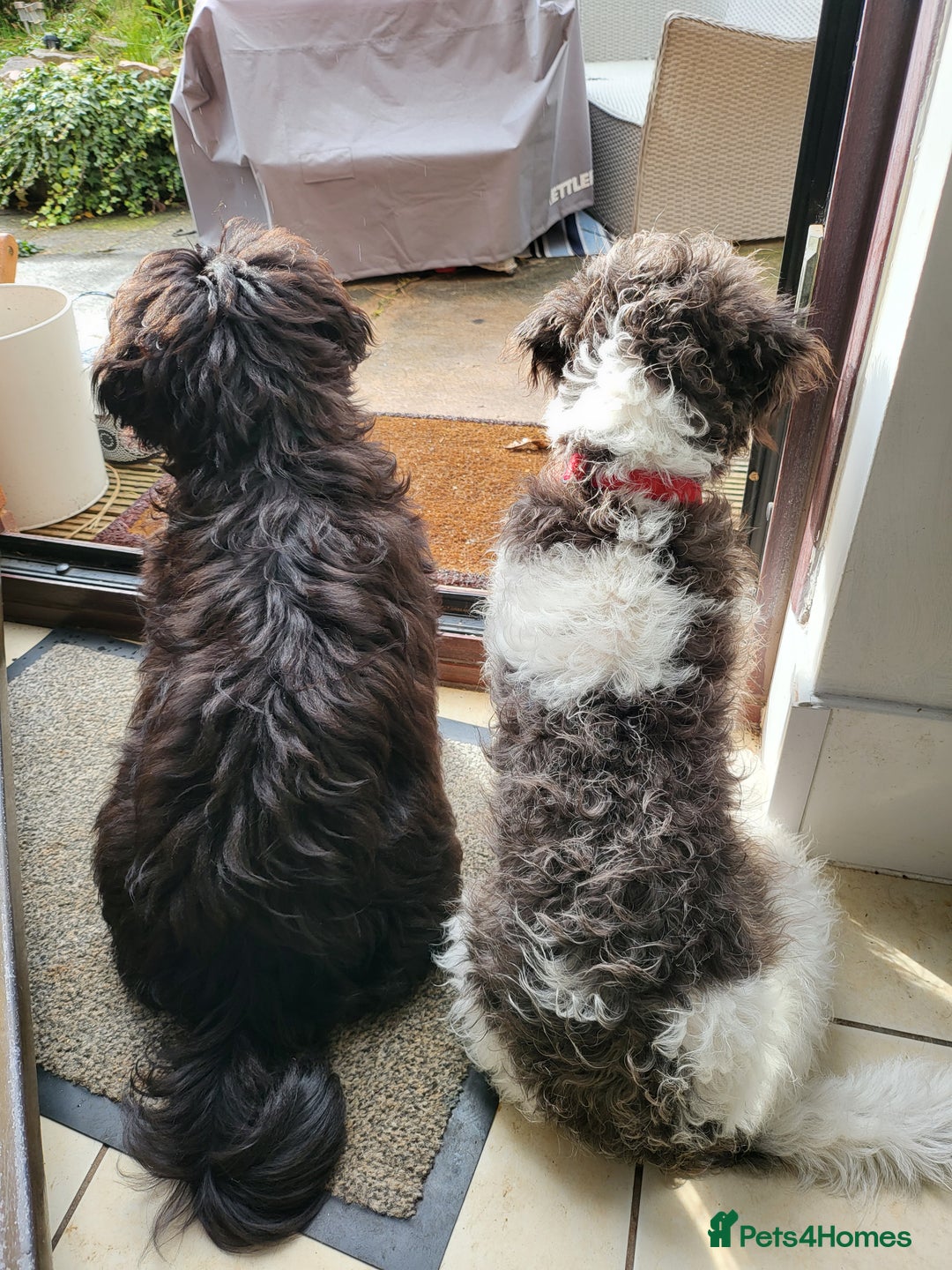 Shihpoo dogs for sale: Shihpoo puppies in Devon ... we're back!  - Image 13