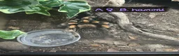 Tarantulas invertebrates for sale: Various tarantulas looking for new homes - Advert 8