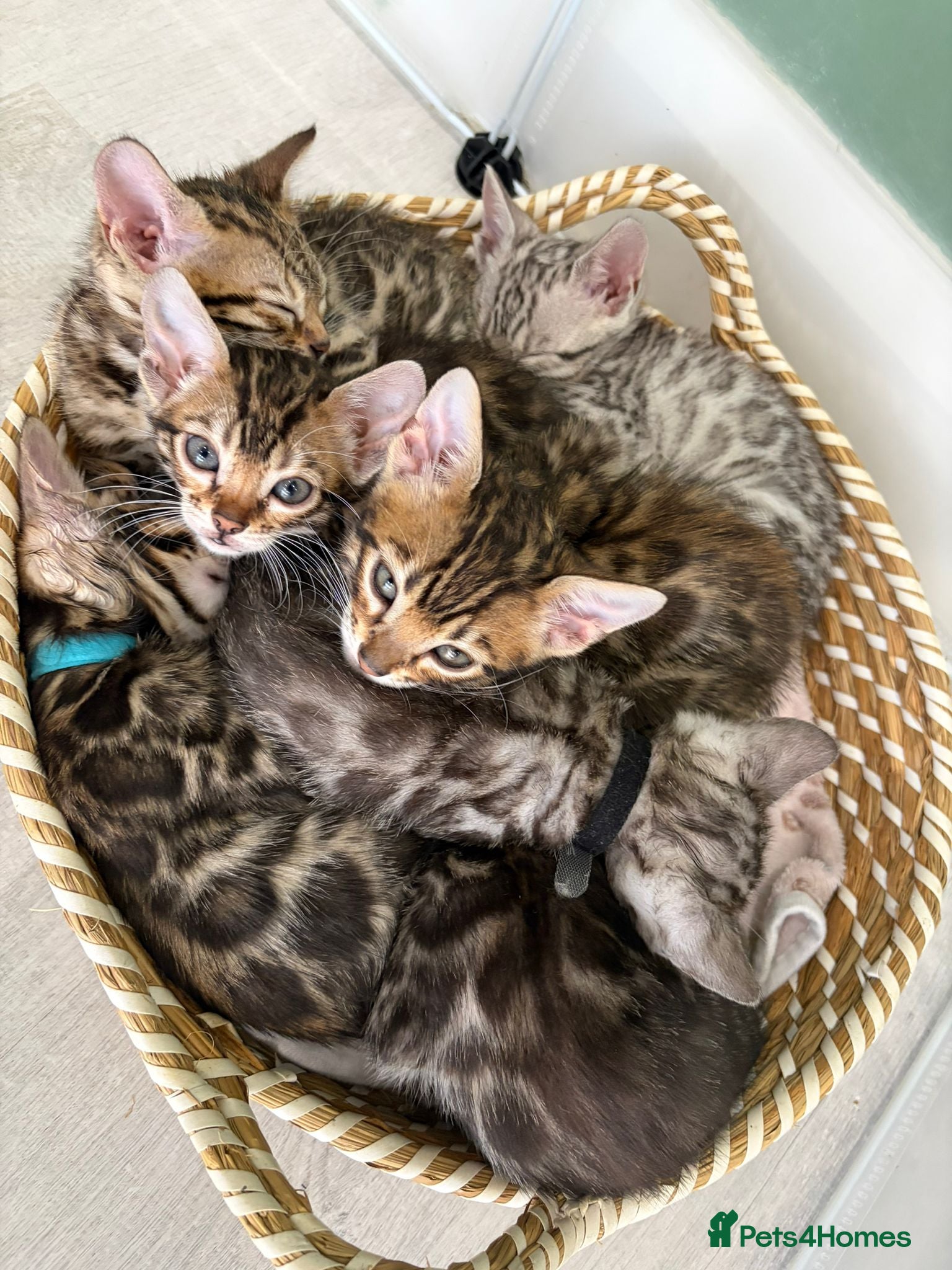 Bengal cats Beautiful, Confident Bengal Kittens – Tica reg - Advert 14