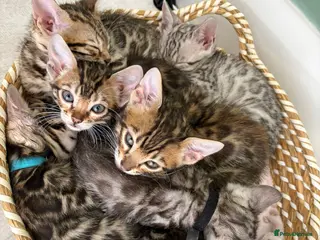 Bengal cats Beautiful, Confident Bengal Kittens – Tica reg - Advert 6