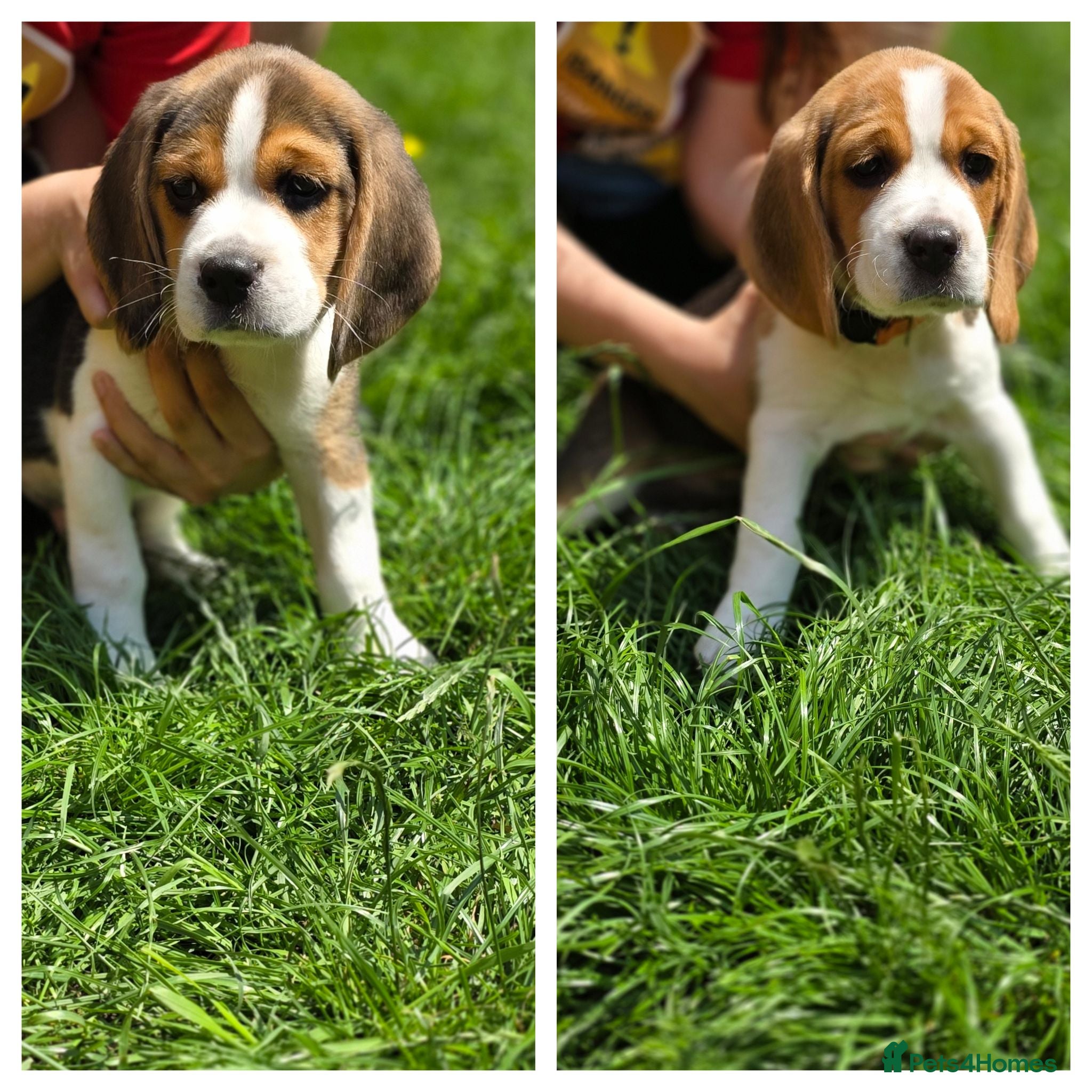 Beagle dogs Beagle puppies ready for love!! - Advert 17