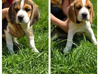 Beagle dogs Beagle puppies ready for love!! - Advert 17