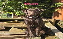 Labrador Retriever dogs for sale: Beautiful Chocolate Labrador Puppies - Image 2