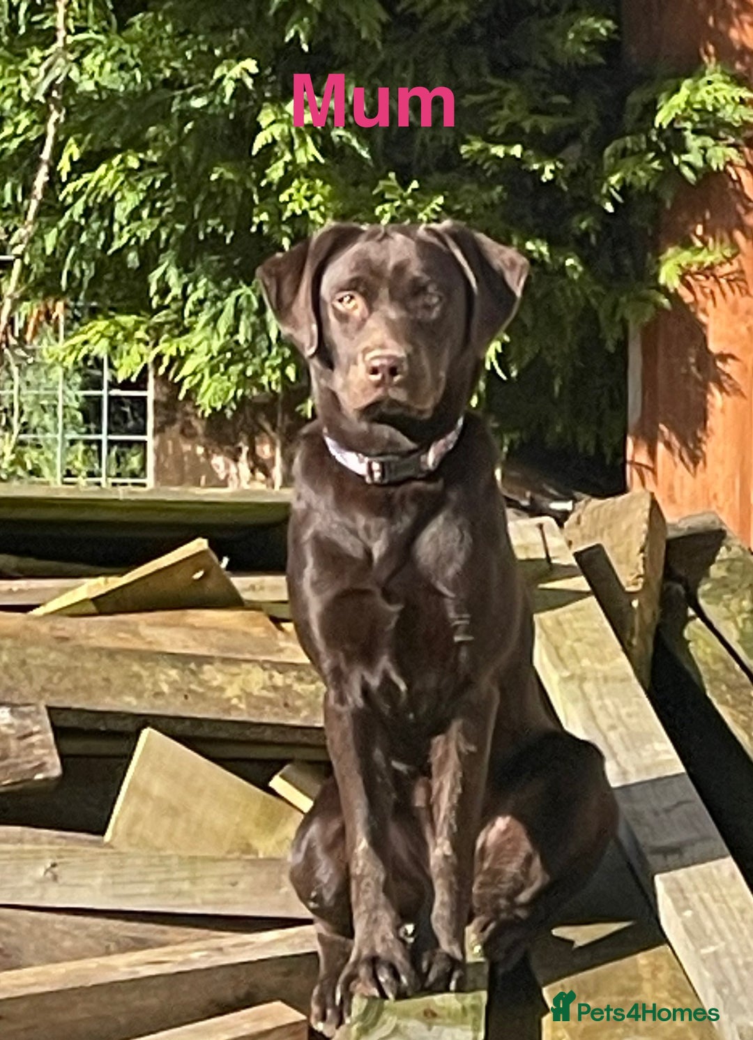 Labrador Retriever dogs for sale: Beautiful Chocolate Labrador Puppies - Image 2