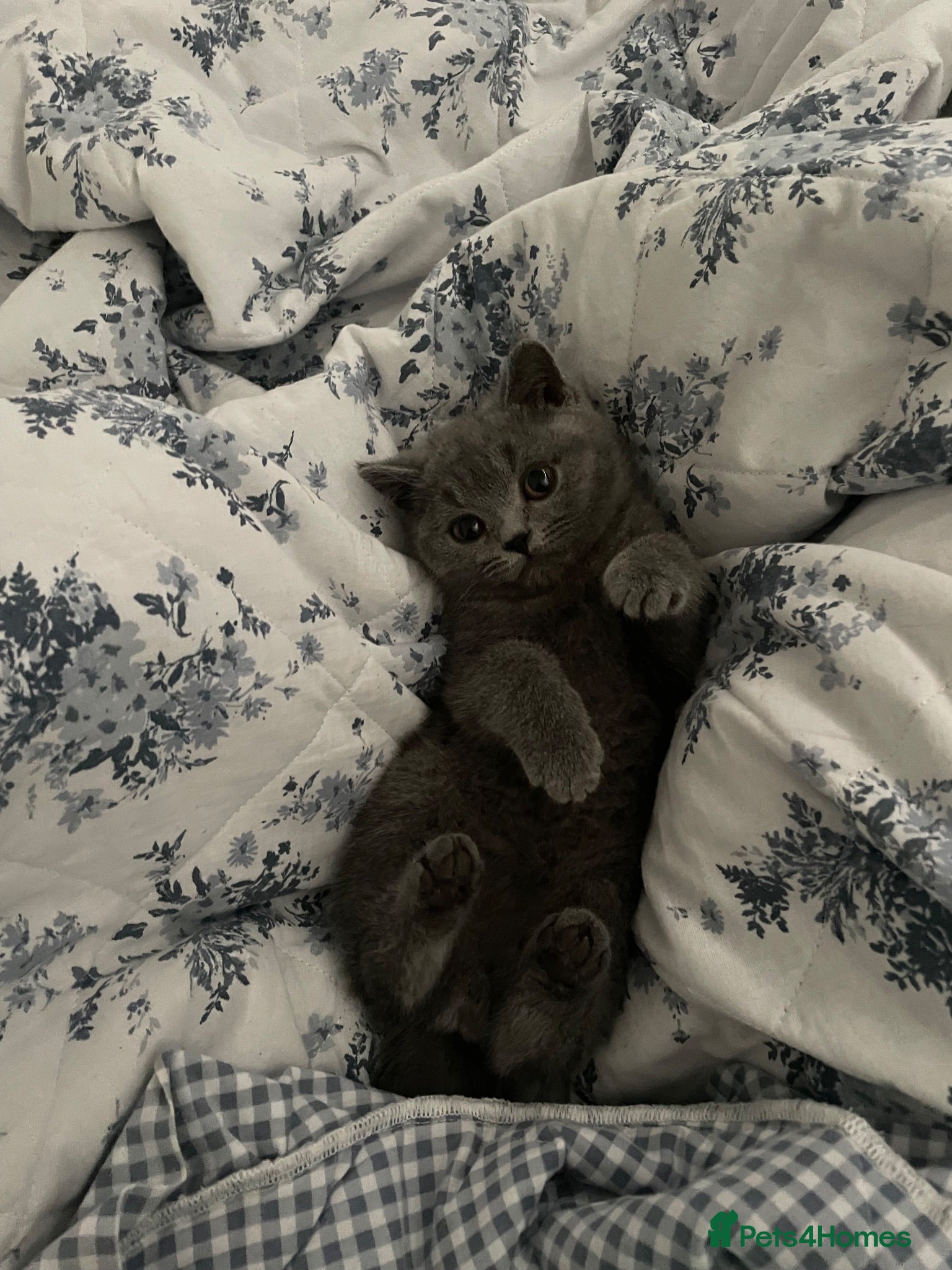 British Shorthair cats Gccf bsh male  🔥 champion blood lines 🔥 - Advert 1