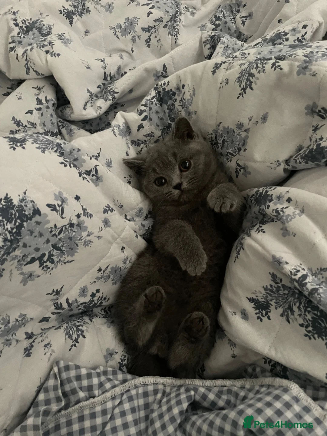 British Shorthair cats for sale: Gccf bsh male  🔥 champion blood lines 🔥 - Advert 1