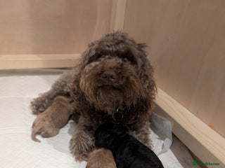 Cockapoo dogs Miniature Cockapoo Puppies - Advert 15