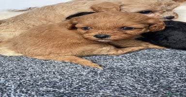 Cavapoo dogs - Advert 2