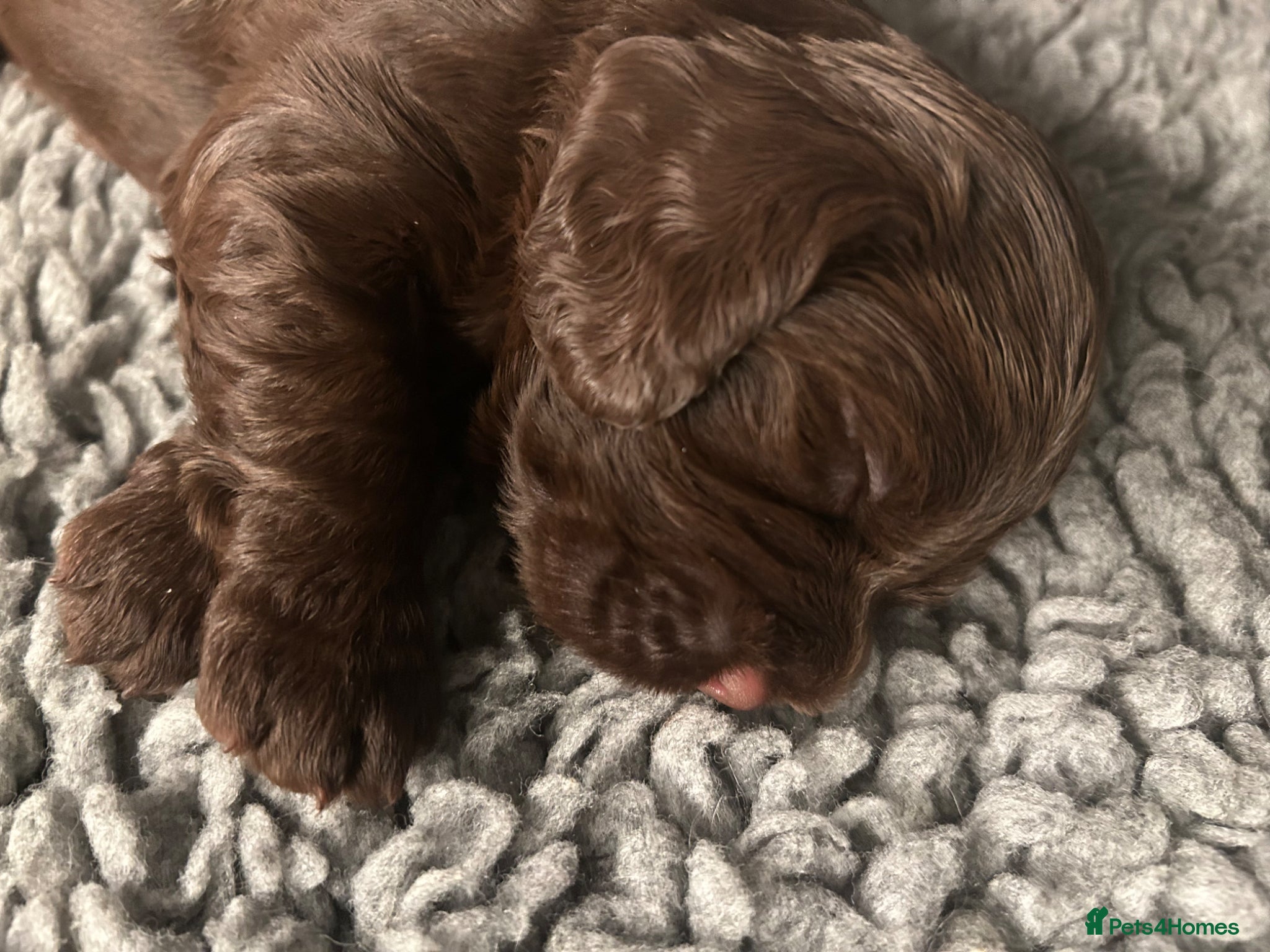 Sprocker dogs Beautiful litter of Sprocker spaniels  - Advert 1