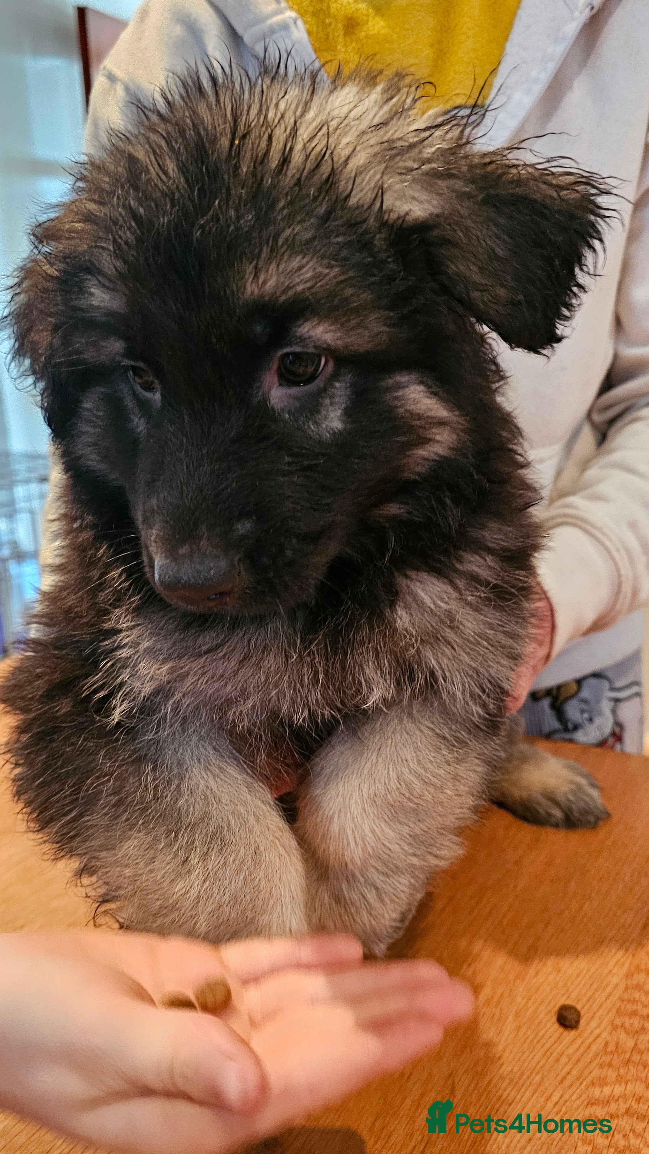 German Shepherd dogs Beutiful German Shepherd Puppies - Advert 2