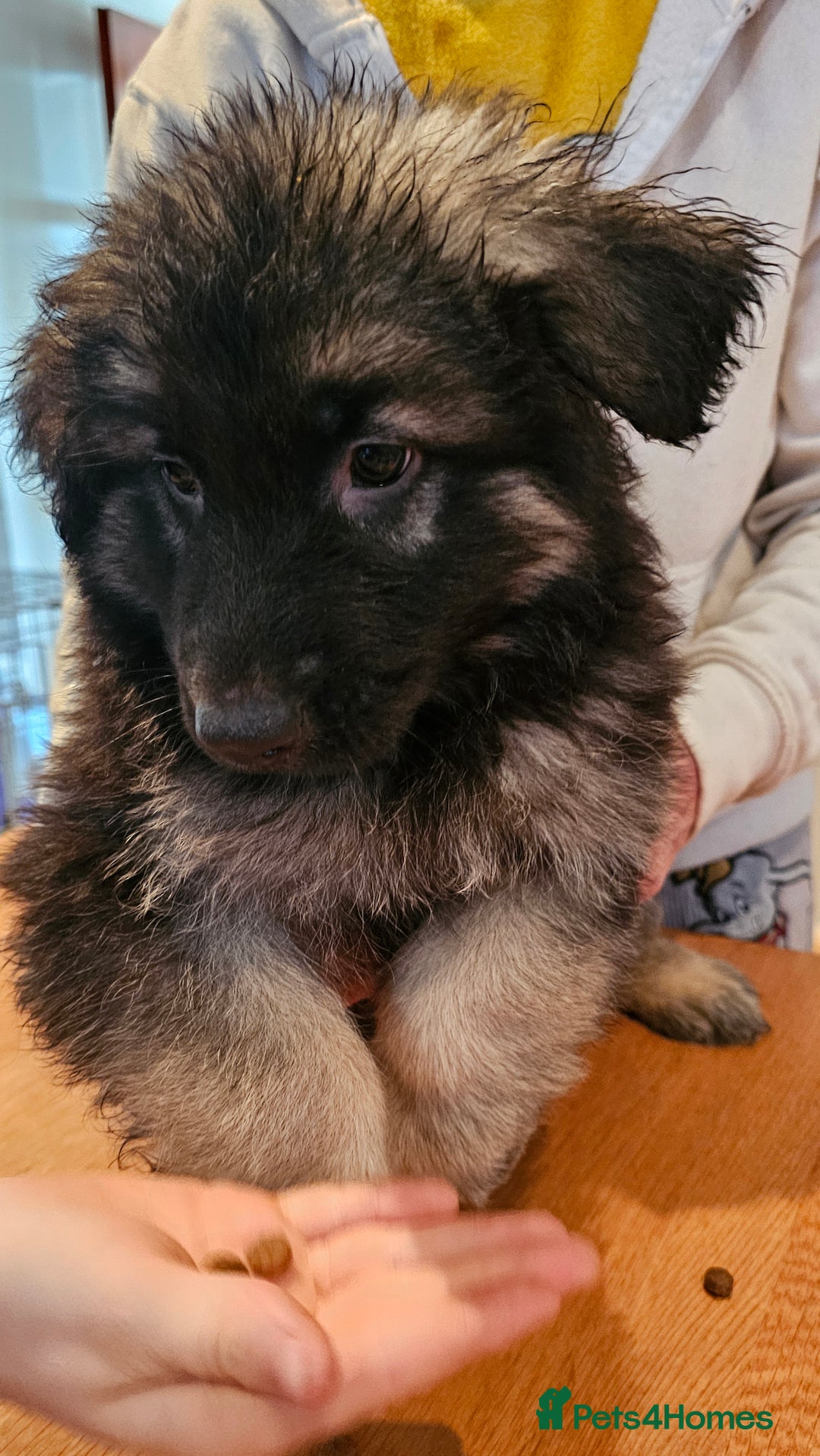 German Shepherd dogs for sale: Beutiful German Shepherd Puppies - Advert 1