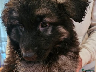 German Shepherd dogs Beutiful German Shepherd Puppies - Advert 7