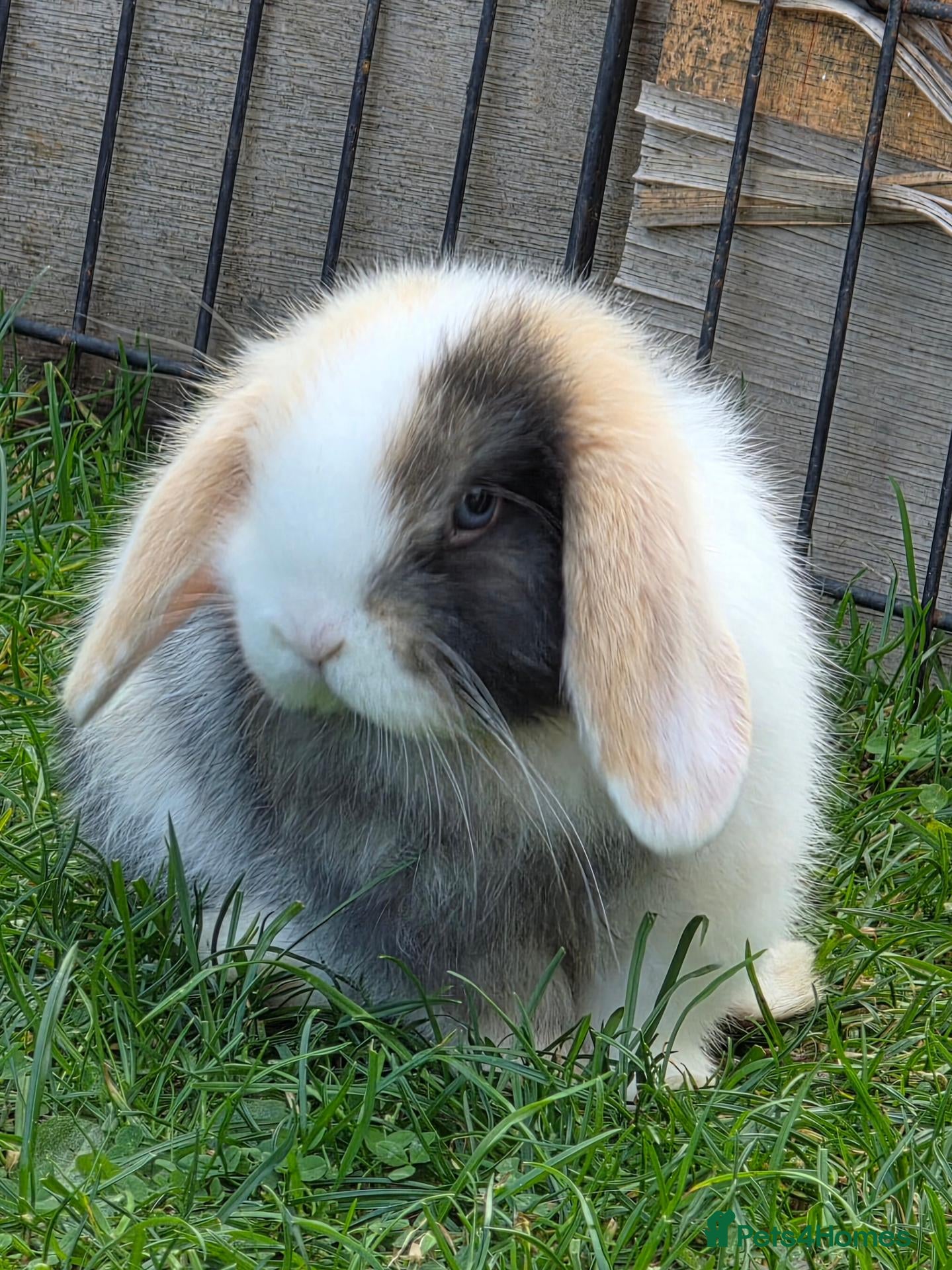 Mini Lop rabbits Pedigree mini lop bunnies - Advert 4