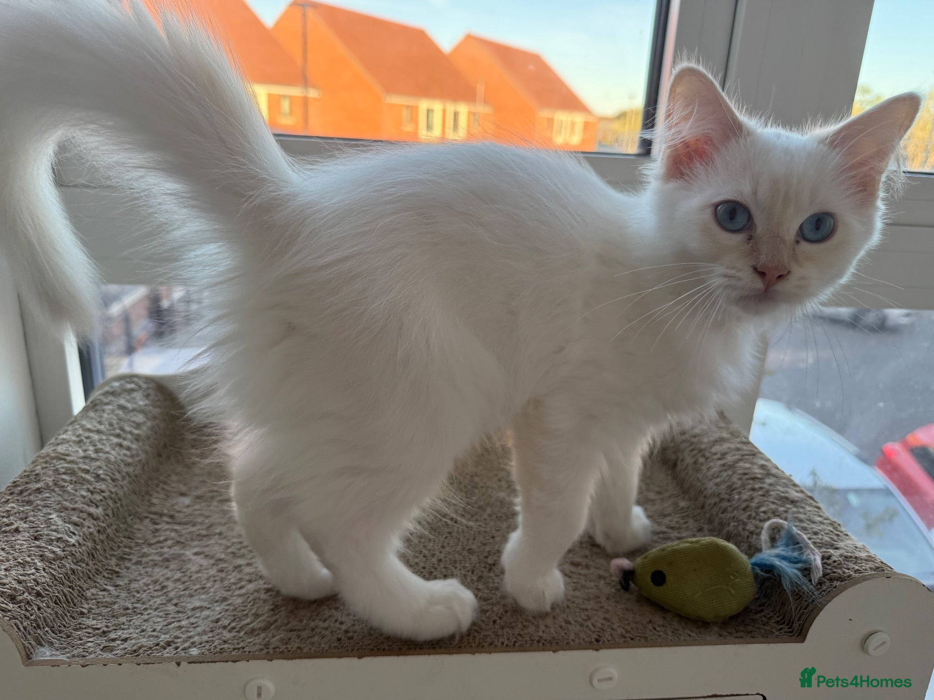 Ragdoll cats Ready now! ❤️ Vaccinated|Vet Checked|Chipped ✅ - Advert 16