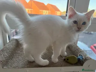 Ragdoll cats Ready now! ❤️ Vaccinated|Vet Checked|Chipped ✅ - Advert 16