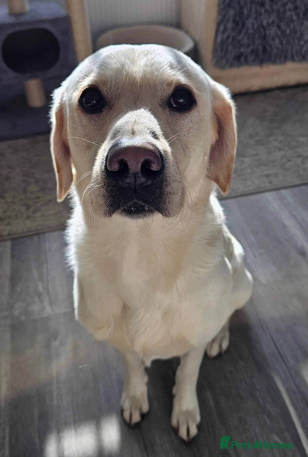 Cockerdor dogs for sale: The most loving Cockerdor/Spanador - Advert 40