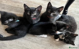 British Shorthair cats for sale: 6 x cutest kittens ever  - Image 2
