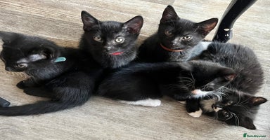 British Shorthair cats - Advert 6