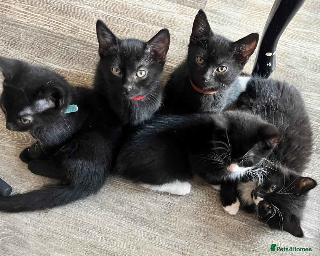 British Shorthair cats for sale: 6 x cutest kittens ever  - Image 2