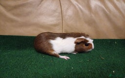 Guinea Pig rodents for sale: Adorable Female Baby Guinea Pigs - Image 4