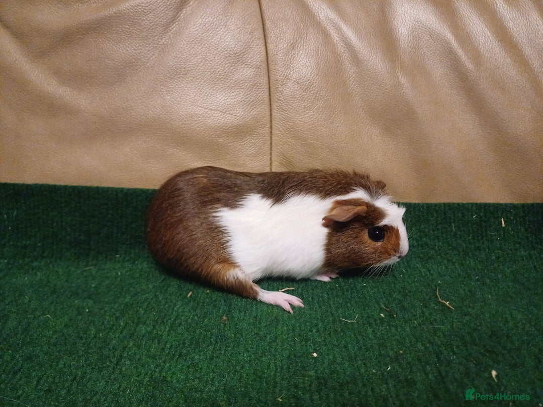 Guinea Pig rodents for sale: Adorable Female Baby Guinea Pigs - Image 4