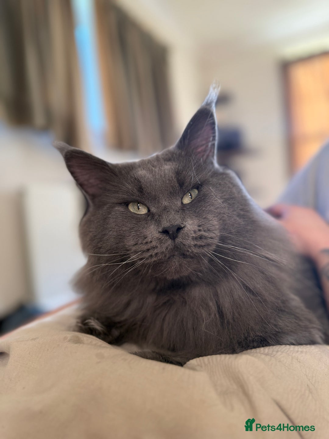 Maine Coon cats for stud: Three HANDSOME Maine Coon Studs! - Advert 2