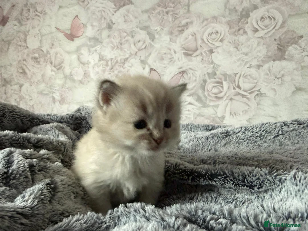 Ragdoll cats for sale: 🌟RAGDOLL KITTENS 🌟 - Advert 18