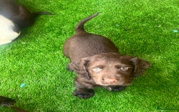 Cocker Spaniel dogs for sale: 🐾 Gorgeous working Cocker Spaniel puppies 🐶  - Image 9