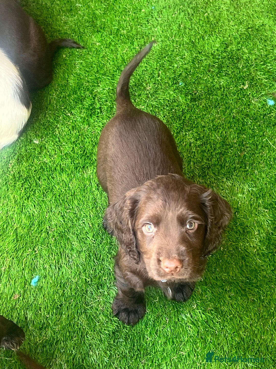 Cocker Spaniel dogs for sale: 🐾 Gorgeous working Cocker Spaniel puppies 🐶  - Image 9